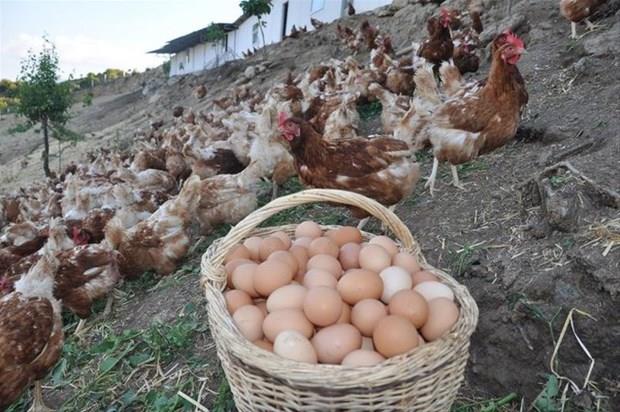 Bunu haberi okuduktan sonra yumurtanın kabuğunu çöpe atmayacaksınız